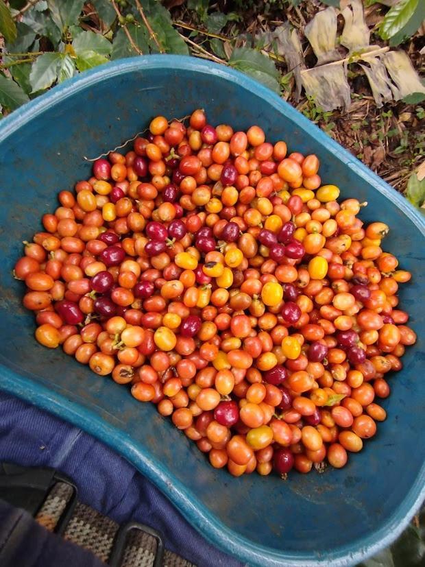 Santa Irene De Palomino - Sevilla Valle Del Cauca